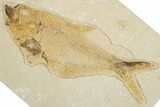 Bargain, Fossil Fish (Diplomystus) - Wyoming #354053-1